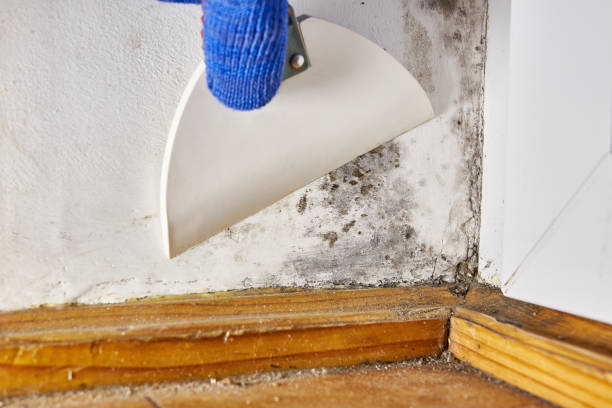 Environmental Consulting for Mold Prevention in Roland, AR